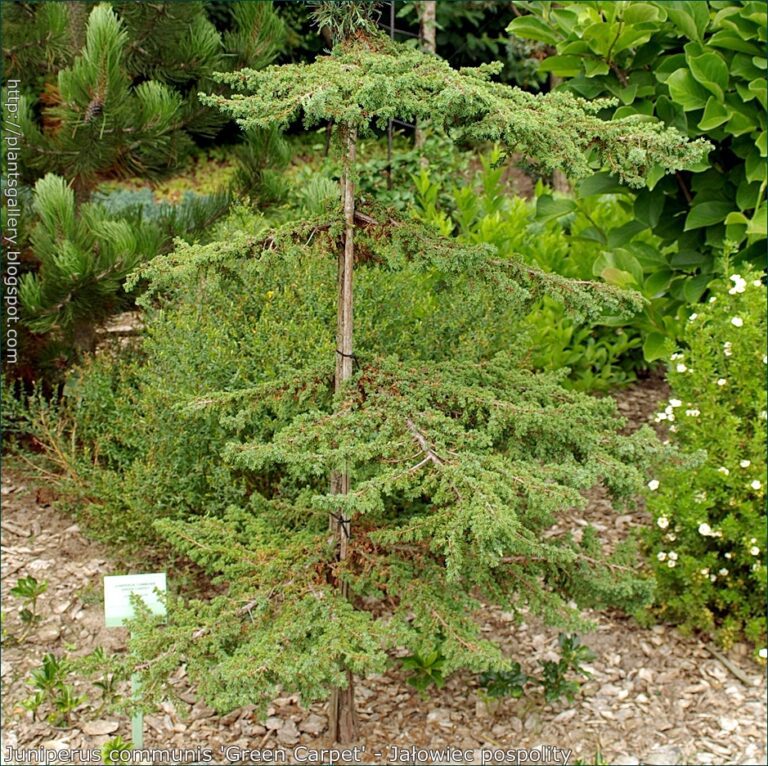 05 Juniperus communis 'Green Carpet' - Ja_owiec pospolity 'Green Carpet'