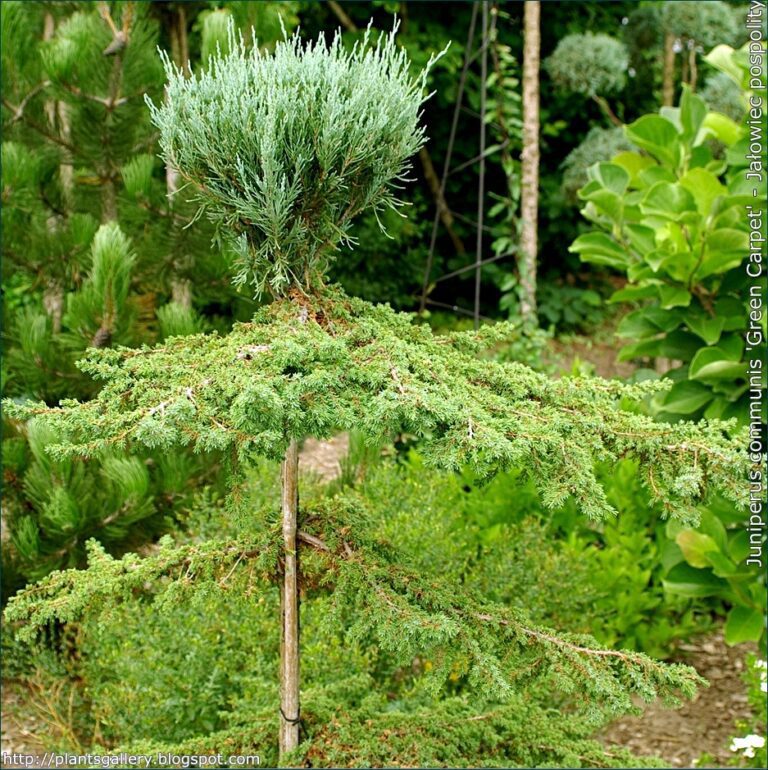 6 Juniperus communis 'Green Carpet' - Ja_owiec pospolity 'Green Carpet'