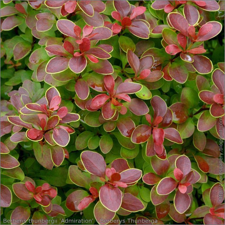 Berberis thunbergii Admiration