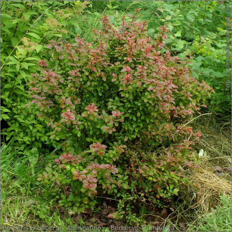 Berberis thunbergii Admiration
