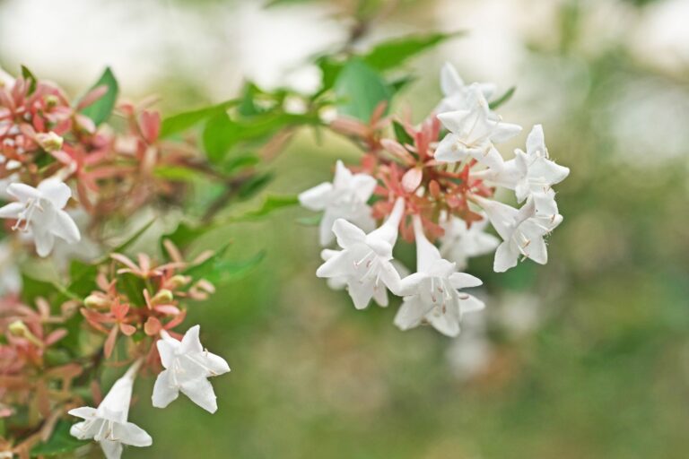 Abelia-Edward-Goucher-1.jpg