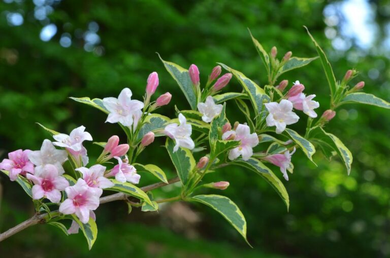 Abelia Edward Goucher