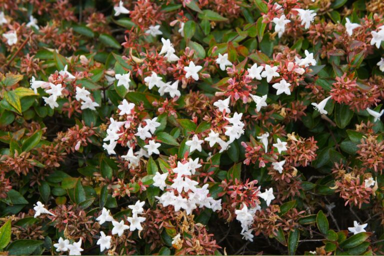 Abelia-Edward-Goucher2-1.jpg