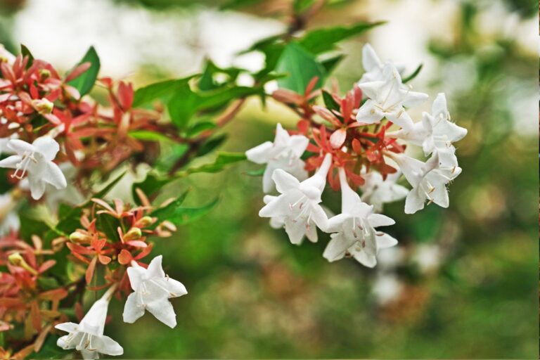 Abelia-Edward-Goucher3-1.jpg