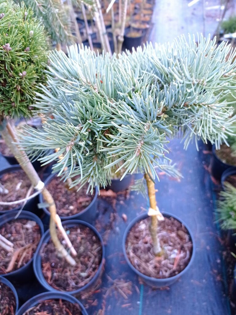 Abies concolor 'Piggelmee' 2