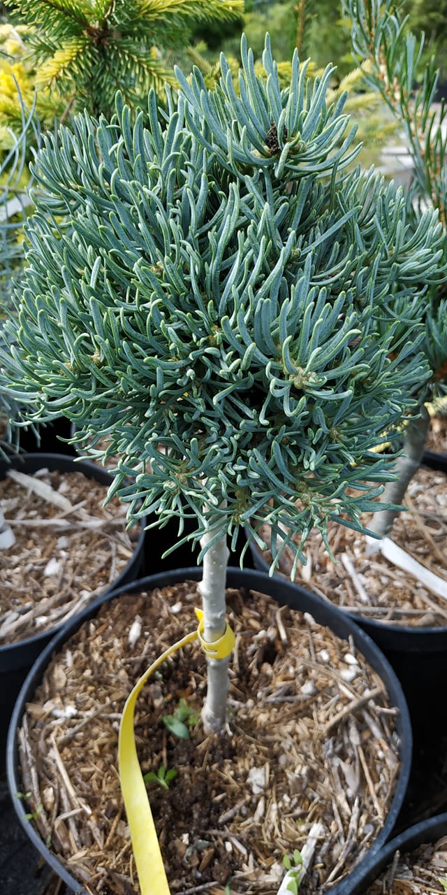 Abies concolor 'Spala WB' 2