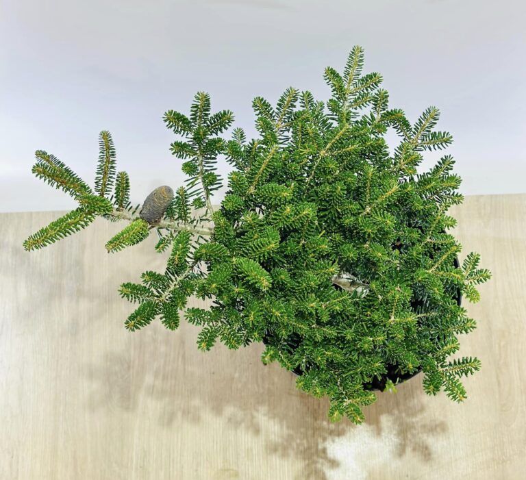 Abies koreana 'Green Carpet' 2