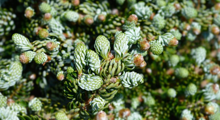 Abies koreana 'Kohout's Ice Breaker'
