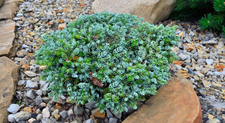 Abies koreana 'Kohout's Ice Breaker'