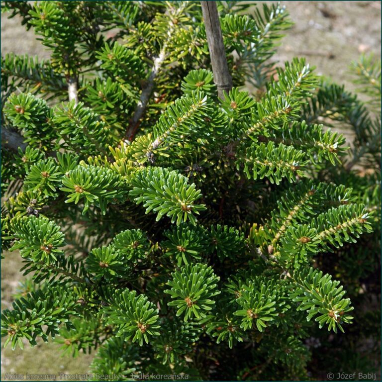 Abies koreana 'Prostrate Beauty' - Jodła koreańska 2