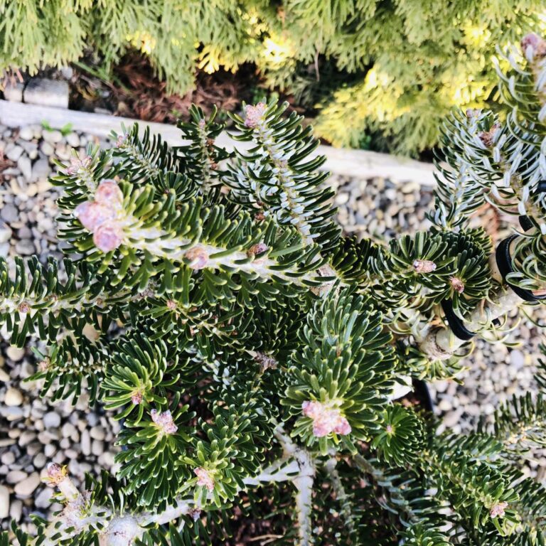 Abies koreana 'Silberlocke' 2