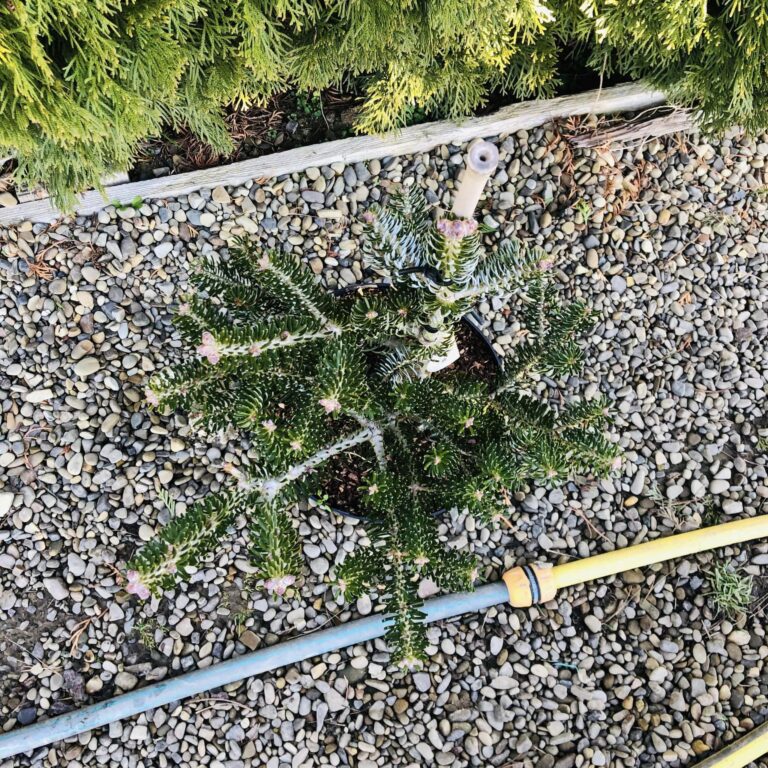 Abies koreana 'Silberlocke' 3