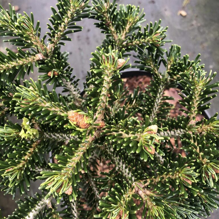 Abies nordmanniana 'Barabits Compact' 2