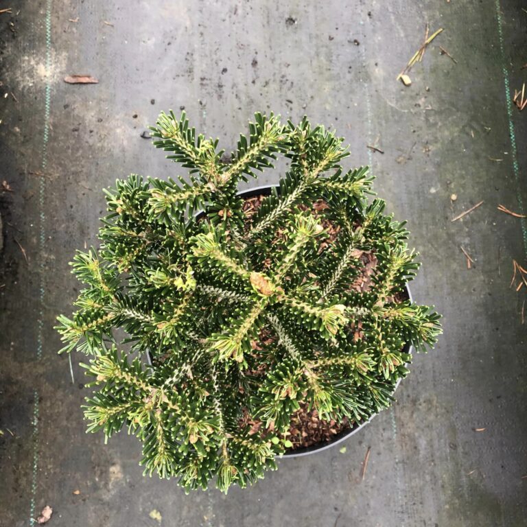 Abies nordmanniana 'Barabits Compact'