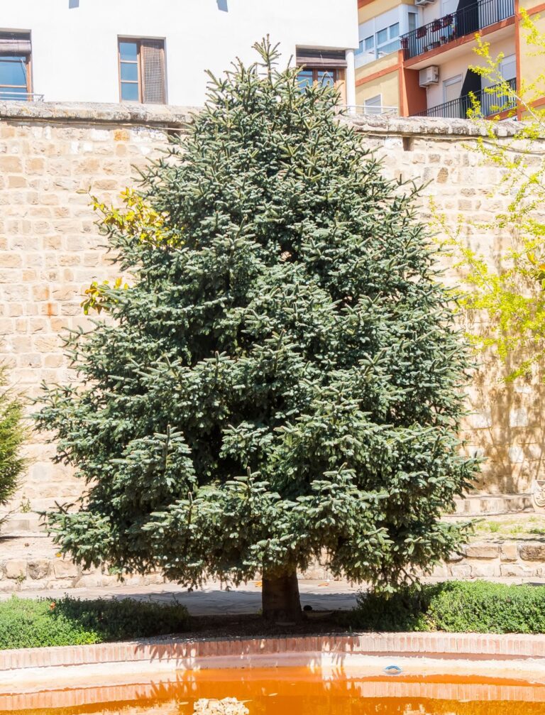 Abies pinsapo - jodła hiszpańska
