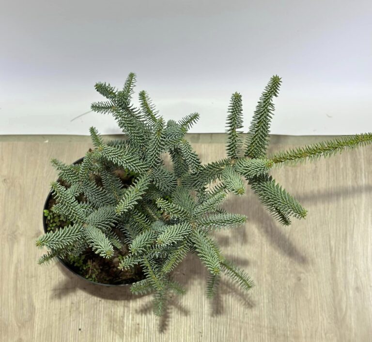 Abies pinsapo Glauca 2