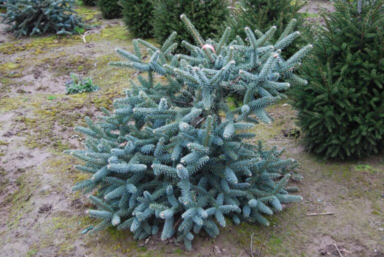 Abies pinsapo Glauca 4