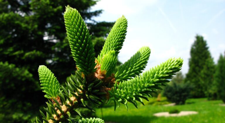 Abies pinsapo 'Kelleriis'