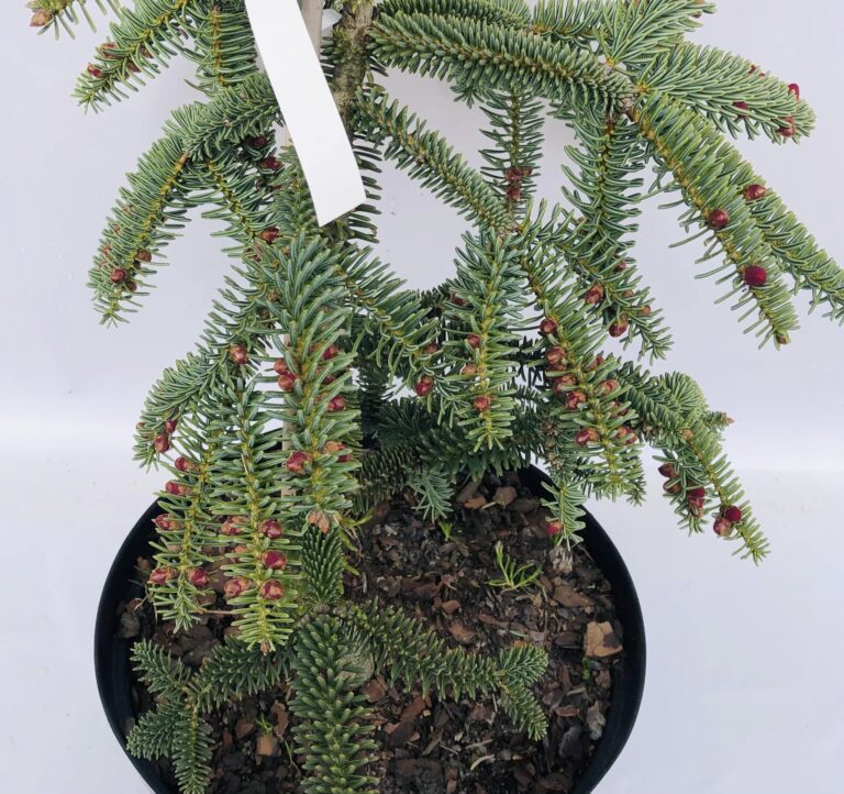 Abies pinsapo Kelleris 2