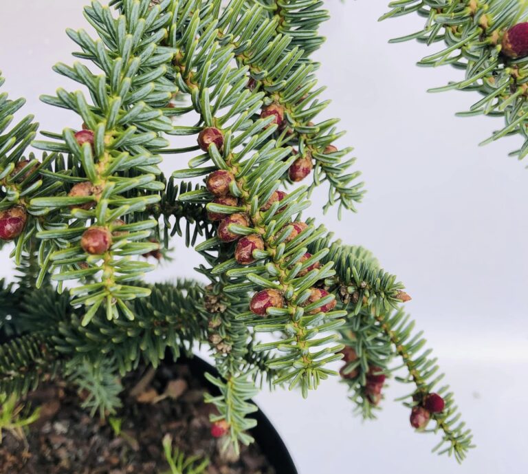 Abies pinsapo Kelleris 3