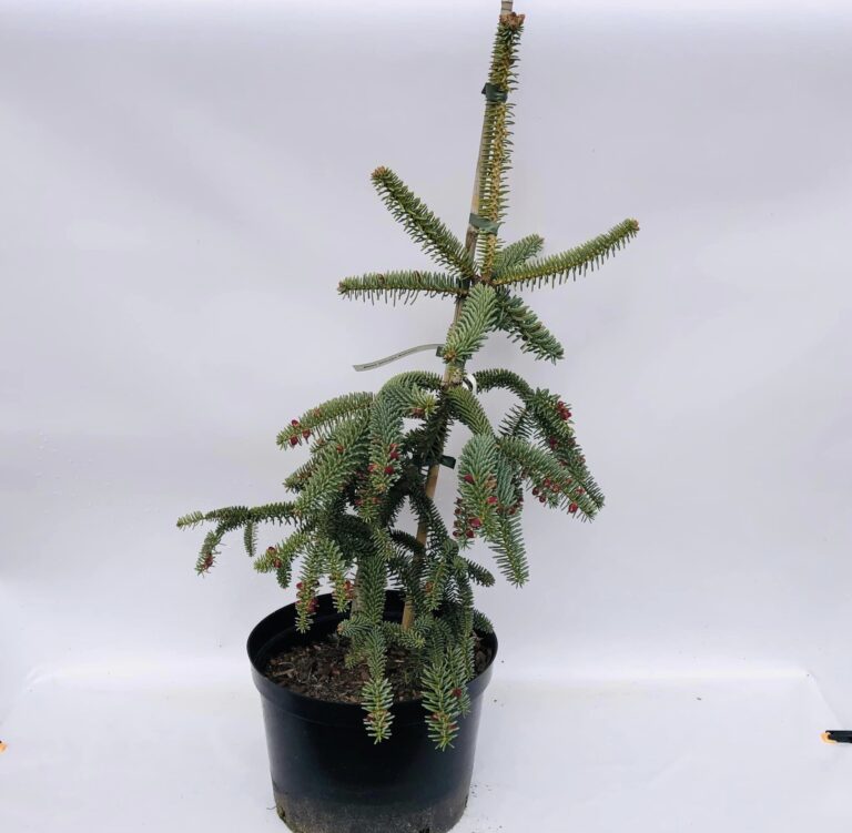Abies pinsapo Kelleris
