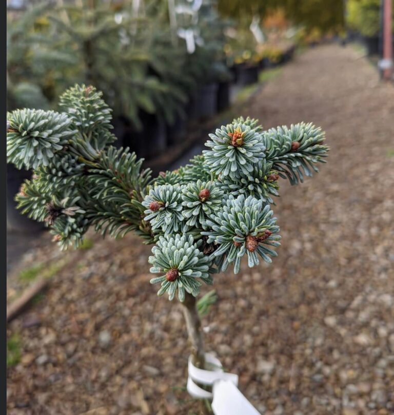 Abies procera 'Blue Wonder' 3