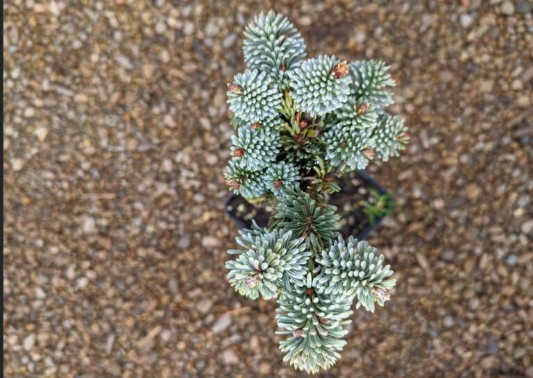 Abies procera 'Blue Wonder' 4