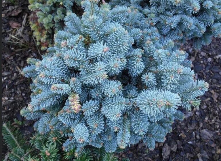 Abies procera 'Blue Wonder'