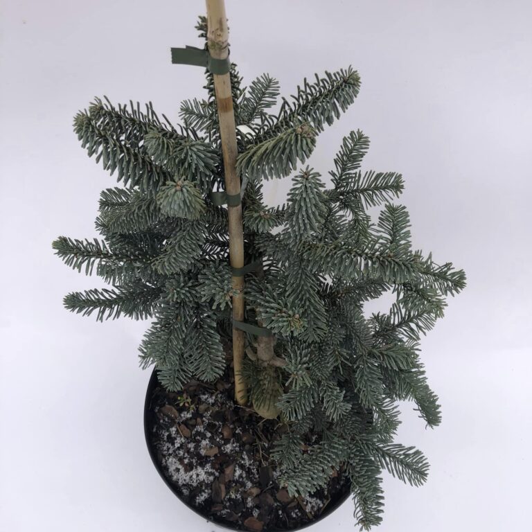 Abies procera Glauca 2