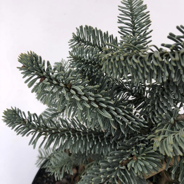 Abies procera Glauca 3