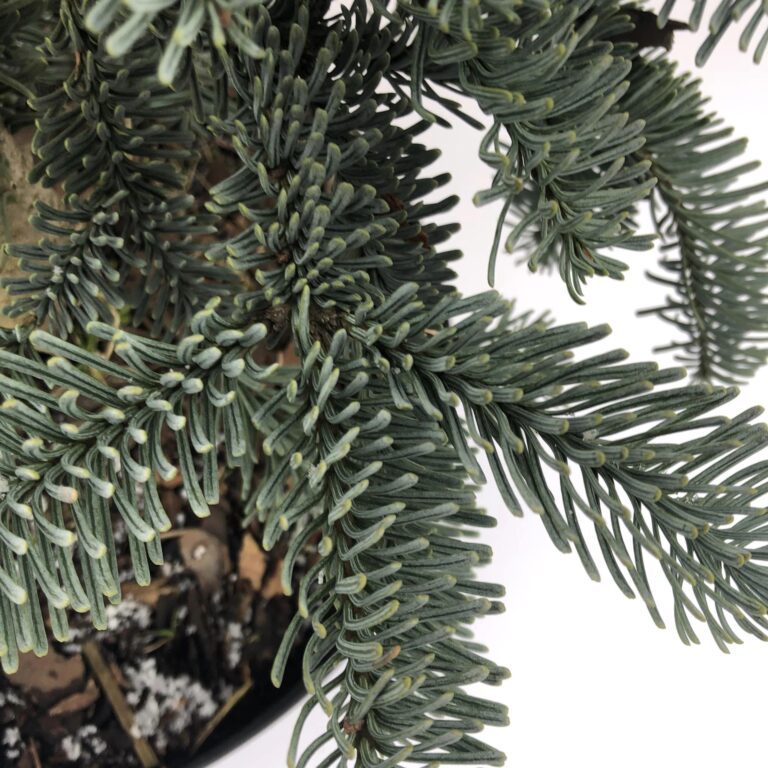Abies procera Glauca 4