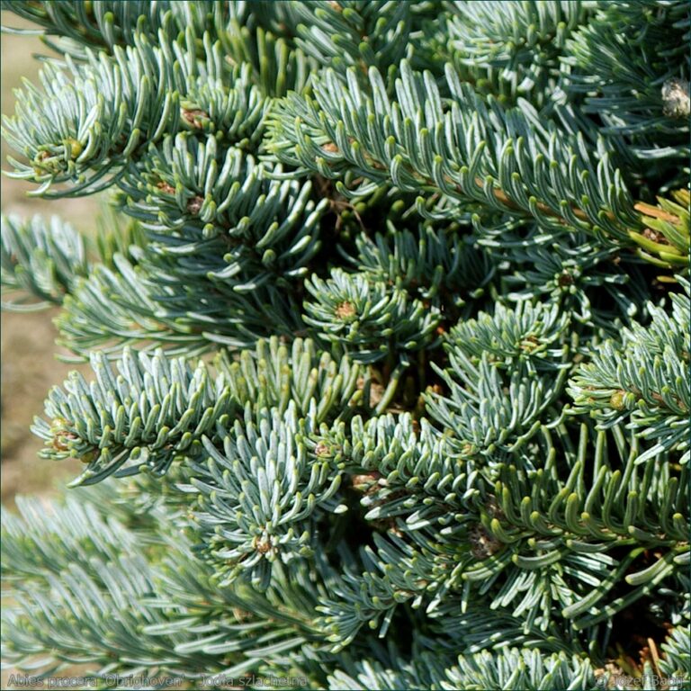 Abies procera 'Obrighoven' - Jodła szlachetna 2