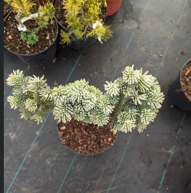 Abies procera 'Pesek' 2