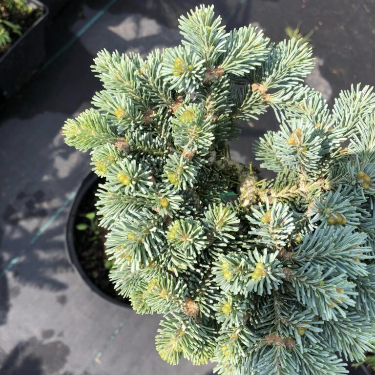 Abies procera 'Pesek' 5