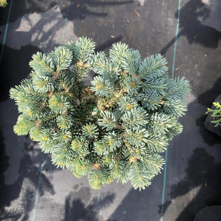 Abies procera 'Pesek' 6