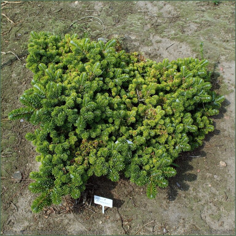 Abies veitchii 'Heddergott' - Jodła Veitcha 2