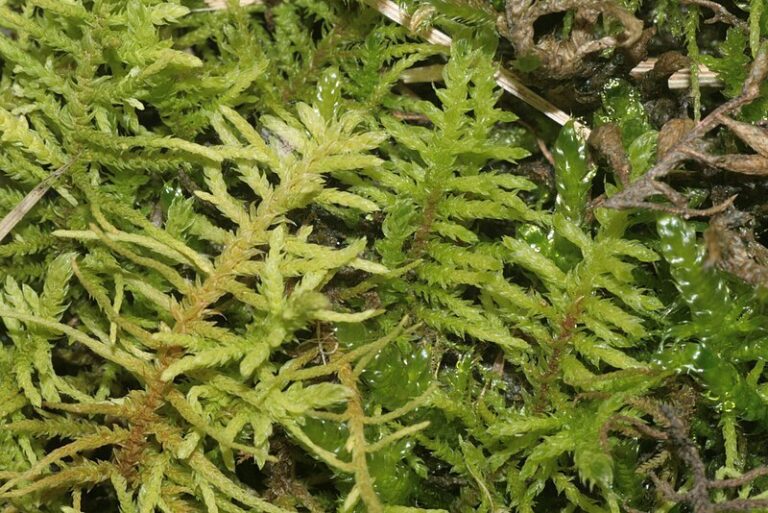 Abietinella-hystricosathe-1.jpg