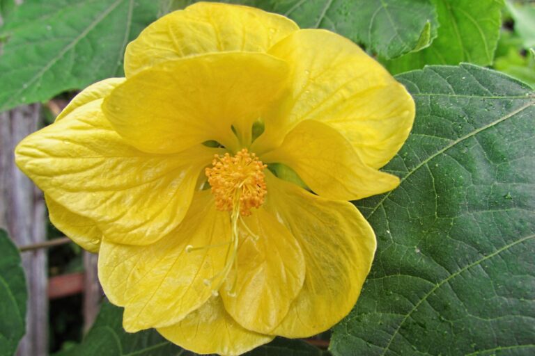 Abutilon hybridum żółte