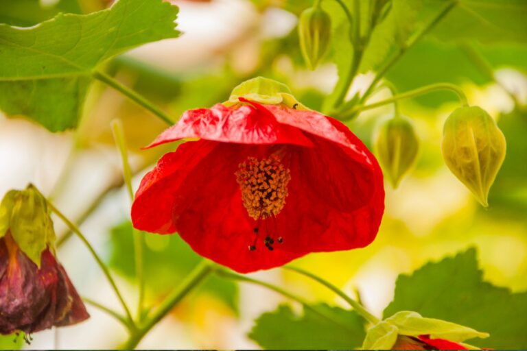 Abutilon hybridum czerwona