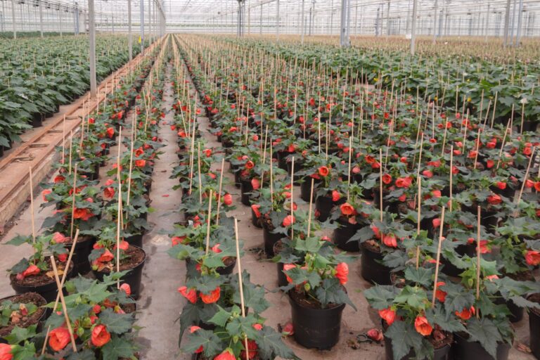 Abutilon hybridum szkółka