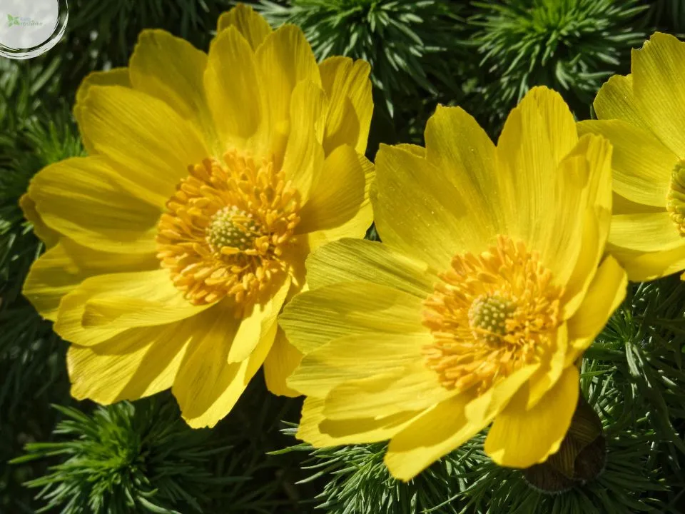 Adonis Chrysocyathus