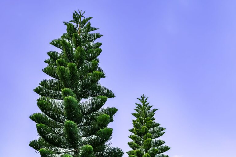 Araucaria-heterophylla-1.jpg