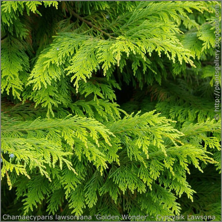 Chamaecyparis lawsoniana 'Golden Wonder' - Cyprysik Lawsona 'Golden Wonder'2