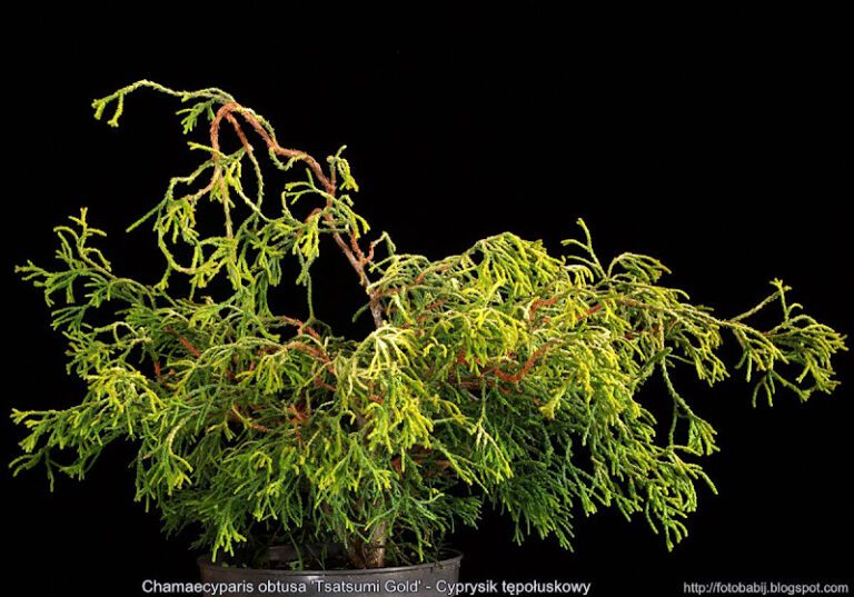 Chamaecyparis obtusa Tsatsumi Gold
