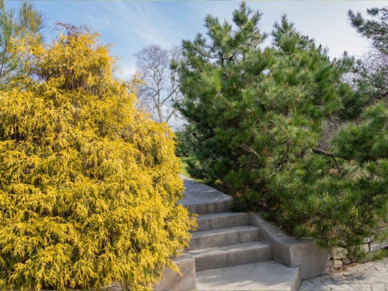 Chamaecyparis-pisifera-Filifera-Aurea-2.jpg