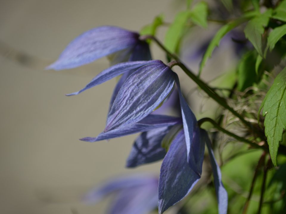 Clematis - Szkółka drzew i krzewów owocowych i ozdobnych