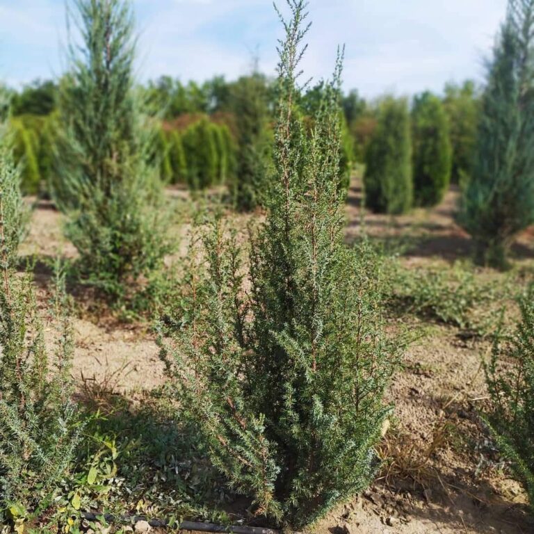 Juniperus communis Hibernica
