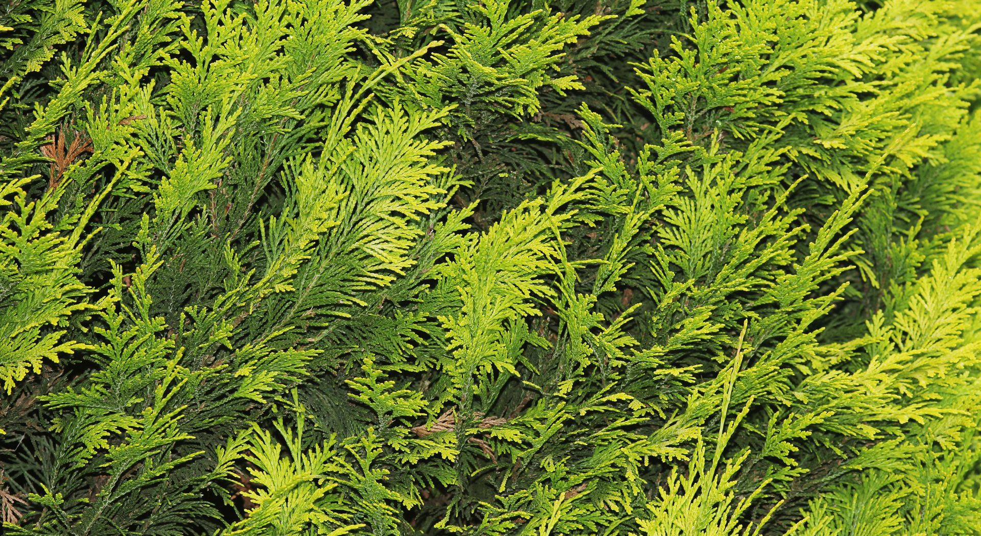 Flora - Szkółka drzew i krzewów ozdobnych