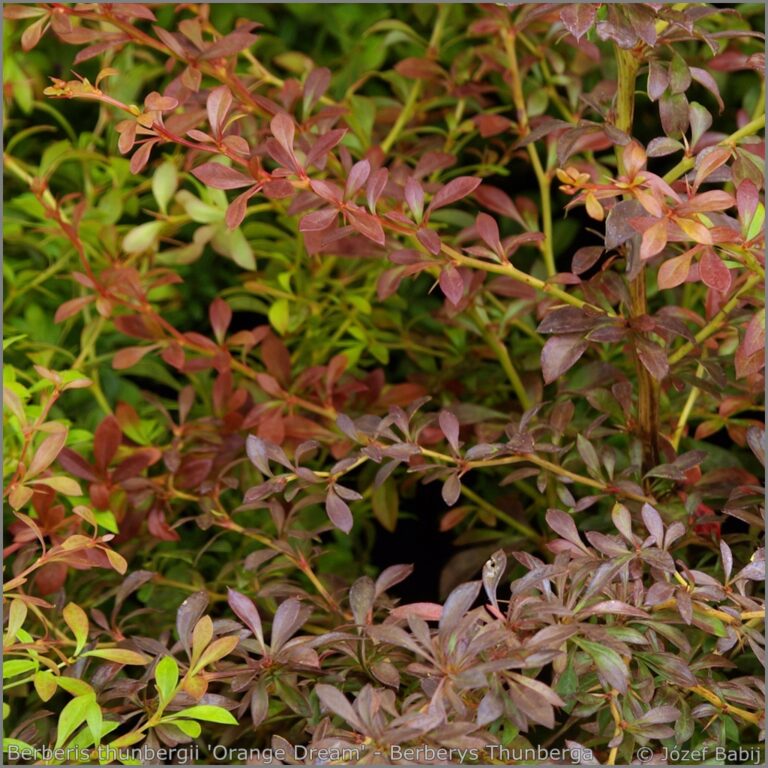 IMGP2442-Berberis-thunbergii-Orange-Dream-Berberys-Thunberga-Orange-Dream.jpg