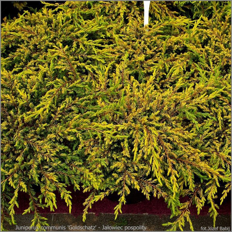 IMGP2925 Juniperus communis 'Goldschatz' - Ja_owiec pospolity